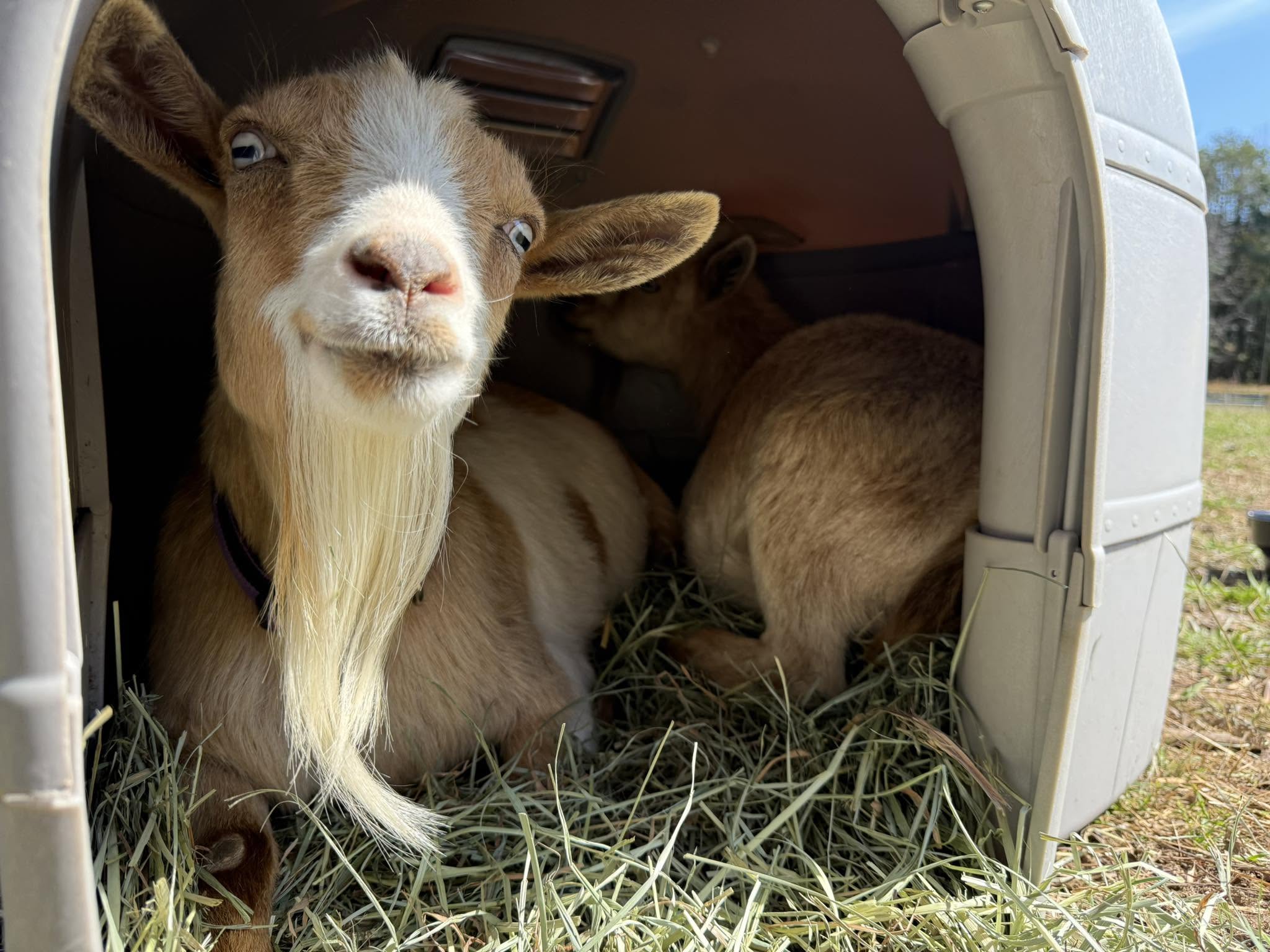 A curious goat relaxing inside an igloo shelter at Harper Farm.